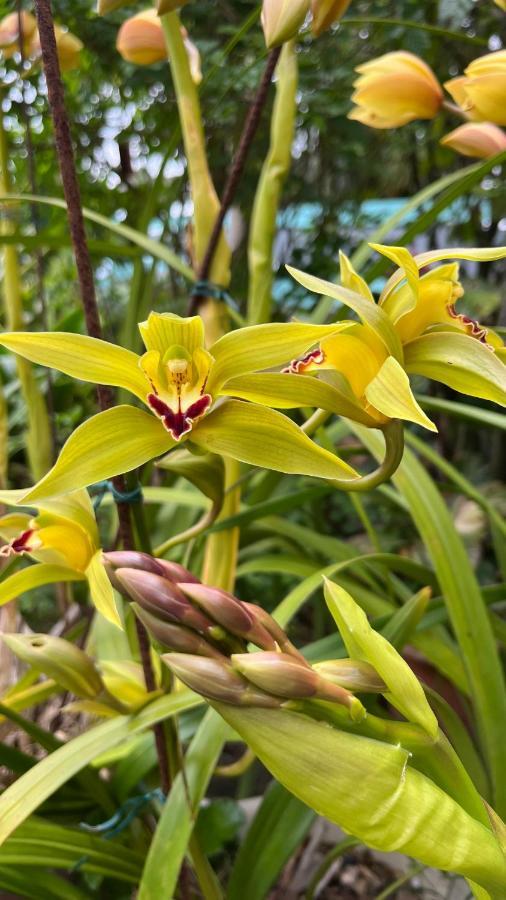 Plumeria Holidays Сен-Пиер Екстериор снимка